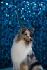 Additional photos: Longhaired Collie, female, champion