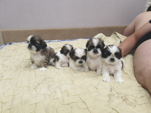 Additional photos: I will sell puppies available 5 girls and 1 boy