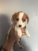 Photo №1. beagle - for sale in the city of Munich | 317$ | Announcement № 69769