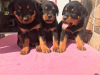 Photo №1. rottweiler - for sale in the city of Berlin | negotiated | Announcement № 30225
