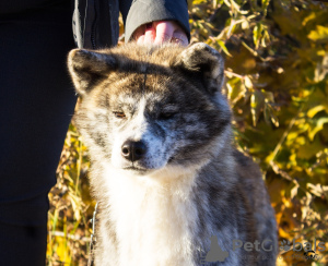 Photo №2 to announcement № 7313 for the sale of akita - buy in Russian Federation from nursery