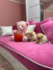 Photo №2 to announcement № 113951 for the sale of pomeranian - buy in Serbia 