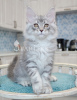 Photo №1. maine coon - for sale in the city of St. Petersburg | negotiated | Announcement № 18097
