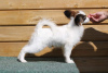 Photo №1. papillon dog - for sale in the city of Minsk | 1585$ | Announcement № 66923