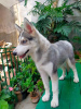 Photo №2 to announcement № 51130 for the sale of siberian husky - buy in Finland private announcement