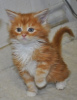 Photo №1. maine coon - for sale in the city of Oberhausen | 285$ | Announcement № 99750