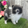 Photo №3. Blue Pomeranian for sale. United States