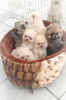 Photo №3. Pomeranian Spitz, puppies. Mini bears. Belarus