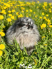 Photo №2 to announcement № 104009 for the sale of pomeranian - buy in Germany private announcement