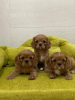 Photo №4. I will sell cavalier king charles spaniel in the city of Москва. from nursery - price - negotiated