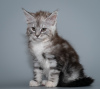 Photo №2 to announcement № 9824 for the sale of maine coon - buy in Russian Federation private announcement, from nursery, breeder