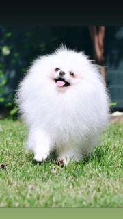 Photo №4. I will sell pomeranian in the city of Novosibirsk. from nursery - price - 569$
