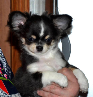 Photo №3. Puppy, chihuahua boy, blue tricolor (L \ W). Russian Federation