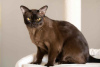 Photo №1. burmese cat - for sale in the city of Люберцы | 203$ | Announcement № 10495