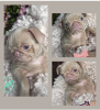 Photo №2 to announcement № 92396 for the sale of pug - buy in United Kingdom private announcement, breeder