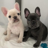 Photo №1. french bulldog - for sale in the city of Gdańsk | 306$ | Announcement № 68769