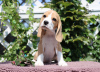 Photo №4. I will sell beagle in the city of Milan. from nursery - price - 423$