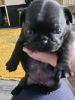 Photo №1. pug - for sale in the city of Irkutsk | 450$ | Announcement № 115035