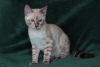 Photo №2 to announcement № 40303 for the sale of bengal cat - buy in Ukraine from nursery, breeder