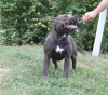 Additional photos: American Bully Dream