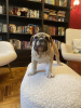 Additional photos: English bulldog