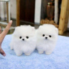 Photo №3. Beautiful Pomeranian puppies Business WhatsApp 37256062792. Belgium