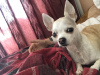 Additional photos: Looking for a macho chihuahua