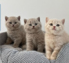 Photo №1. british shorthair - for sale in the city of Floral Park | negotiated | Announcement № 122121