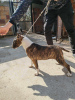 Photo №4. I will sell bull terrier in the city of Бачка-Паланка. breeder - price - negotiated