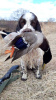 Photo №4. I will sell english springer spaniel in the city of Khabarovsk. private announcement - price - 330$