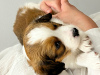 Photo №2 to announcement № 98522 for the sale of kooikerhondje - buy in Poland breeder