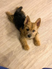 Photo №3. Norwich Terrier puppy. Russian Federation