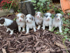 Photo №1. australian shepherd - for sale in the city of New York | negotiated | Announcement № 12067