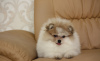 Photo №3. Pomeranian girl Patik. Ukraine