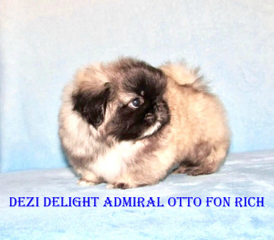Photo №2 to announcement № 5035 for the sale of pekingese - buy in Russian Federation breeder