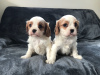 Photo №3. Adorable Cavalier King Charles Puppies for free adoption. Germany