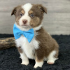 Photo №2 to announcement № 50492 for the sale of australian shepherd - buy in United States private announcement