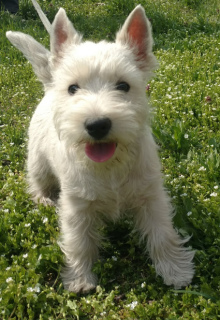 Photo №4. I will sell west highland white terrier in the city of Dnipro. from nursery - price - 900$