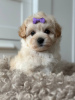 Photo №3. Maltipoo F1. Germany