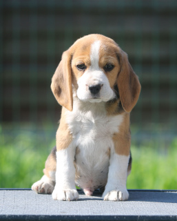 Additional photos: The beagle Charming boy