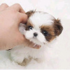 Photo №2 to announcement № 56354 for the sale of shih tzu - buy in United States breeder