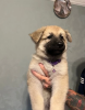 Additional photos: German Shepherd puppies