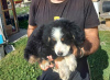 Photo №2 to announcement № 74400 for the sale of bernese mountain dog - buy in Serbia 