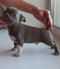 Photo №4. I will sell chihuahua in the city of Иваново. private announcement - price - 808$