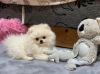 Photo №1. pomeranian - for sale in the city of Belgrade | 2642$ | Announcement № 36944