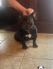 Photo №3. Beautiful French Bulldog Female Puppy. Austria