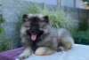 Additional photos: Keeshond / wolfspitz puppies