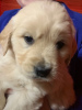 Photo №4. I will sell golden retriever in the city of Dundee. breeder - price - 475$