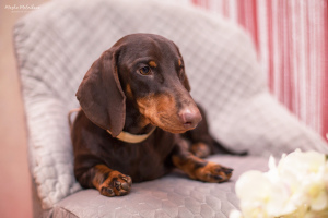 Photo №1. dachshund - for sale in the city of Sevastopol | 384$ | Announcement № 5632