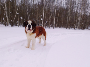 Additional photos: Proposed St. Bernard male for mating.